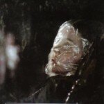 Black Christmas is coming to TCM